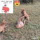 🤗🐕Cutest Puppies Playing Around 2023💞  #shorts #youtubeshorts #cutepuppies #algrow  #youtubegrowth