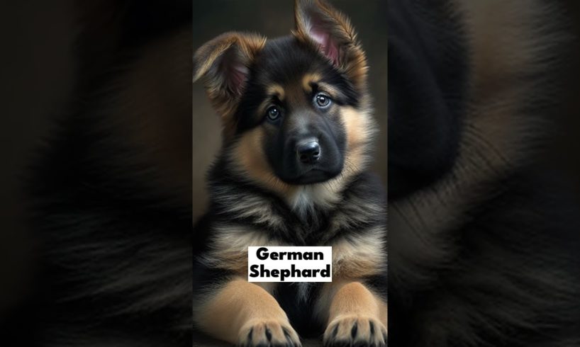 Cutest Puppies , dog breeds #dogs #doglover #pittbull #doberman #dobie #husky  #rottwiler