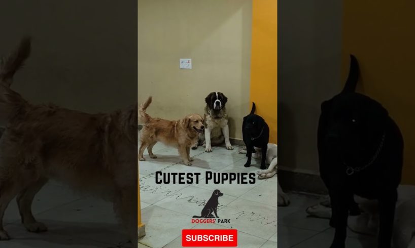 Cutest Puppies #shorts #ytshorts #cutepuppy #funnypuppies #puppylove #puppyoftheday #puppydog