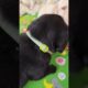 Cutest Puppy Fight 🥰🥰🥰