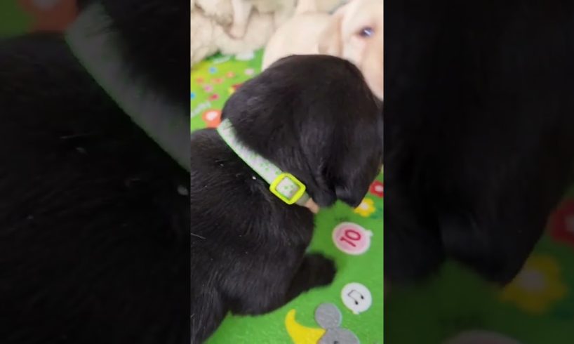 Cutest Puppy Fight 🥰🥰🥰