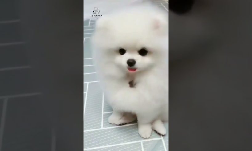 Cutest Puppy ❤️🥰 #puppies #puppy #shorts