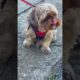 Cutest Shorkie Dog |🔴 RED NOSE DOG | best dogs videos | top cute puppies dogs | best videos wwe cat