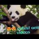 Cutest animal fights and funny videos compilation -cutest