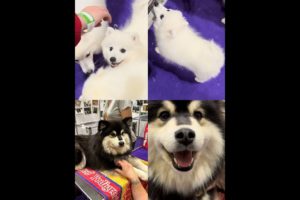 Cutest puppies | Adorable dogs | Dog show 2022
