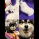 Cutest puppies | Adorable dogs | Dog show 2022