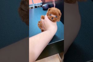 Cutest puppies 🥰 Dogs Are the Best🥰Cute Pomeranian