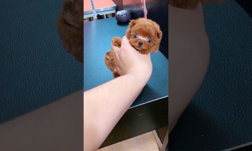 Cutest puppies 🥰 Dogs Are the Best🥰Cute Pomeranian