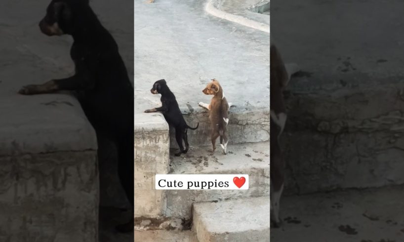 Cutest puppies ever ❤️ #shorts #youtubeshorts #viralshort
