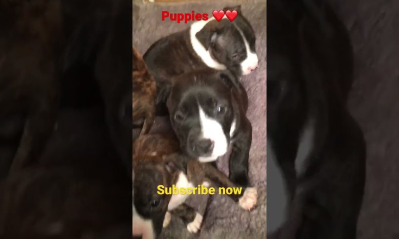 Cutest puppies on YouTube ❤️❤️❤️ #doglover #cutepuppy #puppy