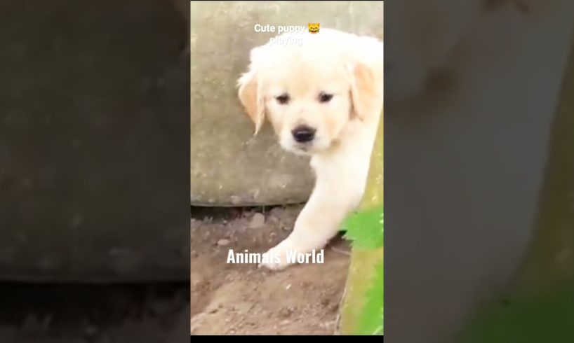 Cutest puppies playing #puppies#animalsworld#viralvideo