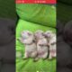 Cutest puppies ❤️ #shorts #trending #viral