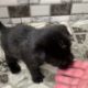 🔴 Cutest puppies videos 2023 🐶 Cute Baby Animals 2023 video