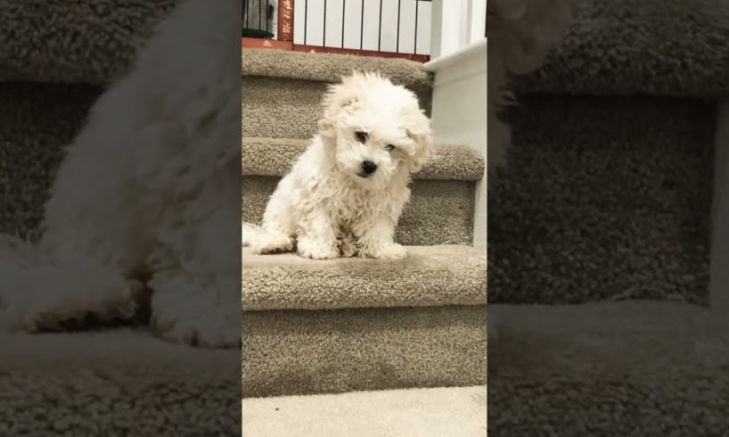 Cutest puppy compilation featuring Oliver