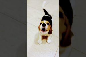 Cutest puppy🐶🥰 #dog #lovelydogs #puppies #doglover #labrador #myselfhero #shorts #love #cutedog