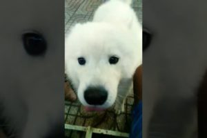 Cutest puppy #shorts #puppy #puppies
