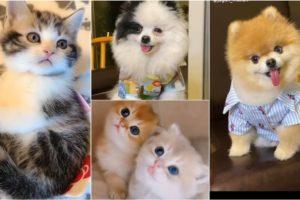 Cutest puppy||Cute cats||cutie puppies/cats||Cute puppies||Yashi Explores||#puppy #shorts