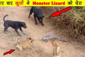 Danger animal fights || monster lizard attacked on dogs || jungle news ep. 0001 || It's FORESTian