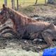 Defeated horse goes through incredible transformation
