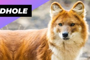 Dhole 🦊 One Of The Wild Dogs You Didn't Know Existed #shorts