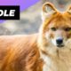 Dhole 🦊 One Of The Wild Dogs You Didn't Know Existed #shorts