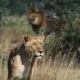 Discovery Channel Animal Fights Lion Hiran Lion Jump 🐆🐆