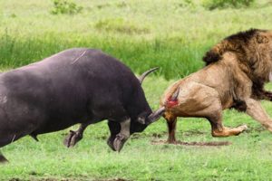 Discovery Wild Animal Fight: Buffalo Destroy Lion To Save His Teammate ► Epic Battle Buffalo Vs Lion