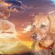 Do Our Pets Go to Heaven? | NDE Compilation | Near Death
