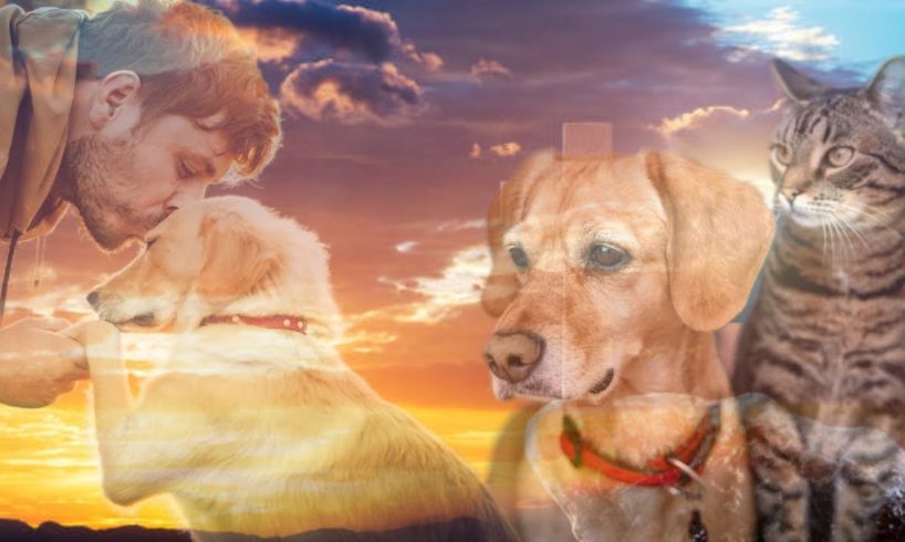 Do Our Pets Go to Heaven? | NDE Compilation | Near Death