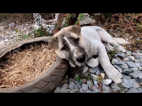 Dog Rescue - One Dog's Journey From Abandoned to Home