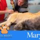Dog With Unbelievable Huge Tumor Rescued by Viktor Larkhill Has Passed Away - Marathon Fundraiser