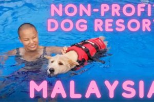 Dog boarding resort in Malaysia donates 100% of profits to rescued animals