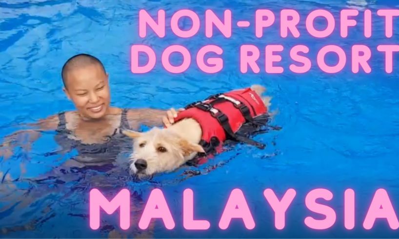 Dog boarding resort in Malaysia donates 100% of profits to rescued animals