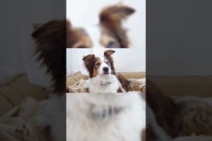 Dog playing #cuteanimals #animals #animallover #shorts #short