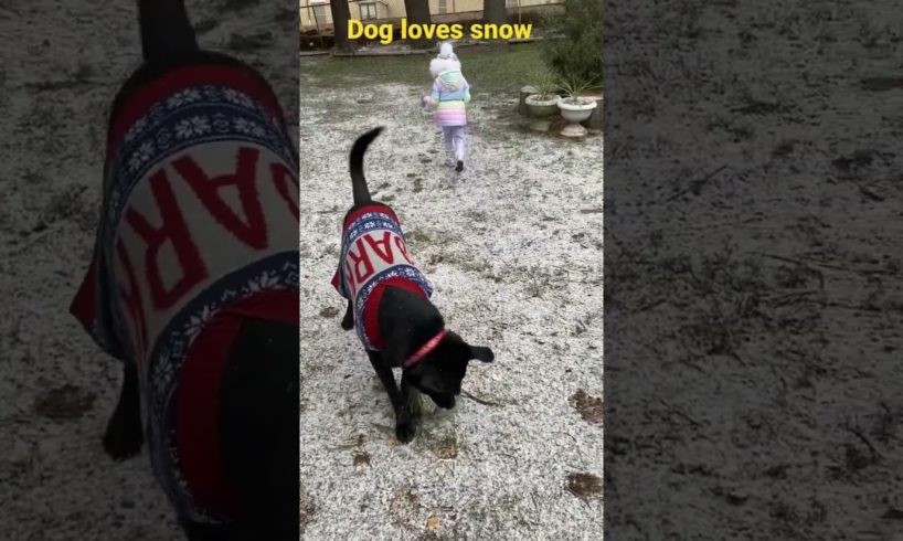 Dog playing in snow #shorts #trending #dog #pets #animals