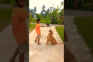 Dog playing with child.#animals