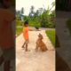 Dog playing with child.#animals