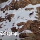 Dog rescued from frozen mountain on Christmas day