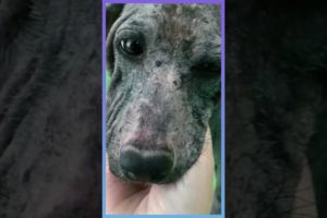 Dog with Advanced Mange Transformation