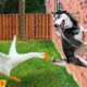Dogs And Cats Play With Birds, Tigers, Shrimps, Chickens, Frogs... Funny Animals 2023