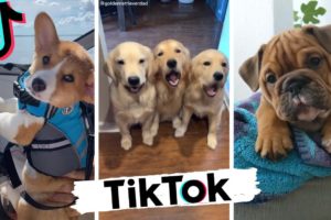 Dogs Doing Funny Things TIK TOK Compilation ~ Cutest Doggos of TikTok ~ Puppies ~ Doggonit