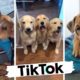Dogs Doing Funny Things TIK TOK Compilation ~ Cutest Doggos of TikTok ~ Puppies ~ Doggonit