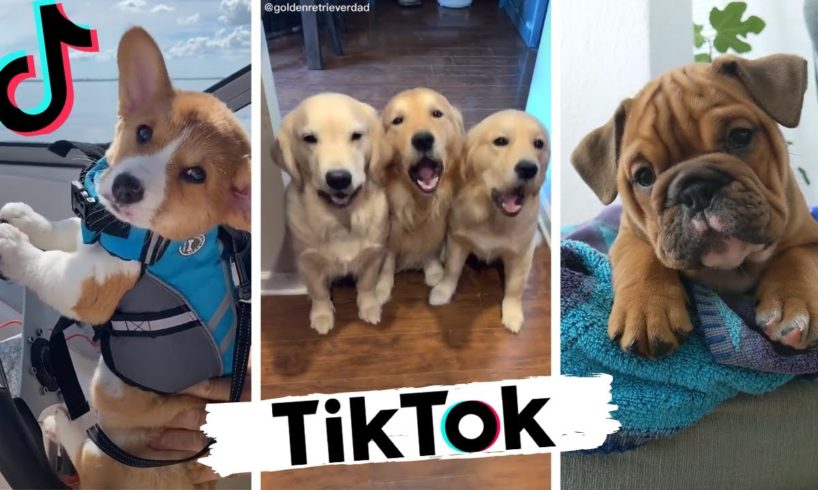 Dogs Doing Funny Things TIK TOK Compilation ~ Cutest Doggos of TikTok ~ Puppies ~ Doggonit