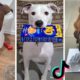 Dogs Doing Funny Things Tik Tok ~ Cute Puppies TIKTOK