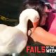 Duck Attacks Chick! Fails of the Week | FailArmy
