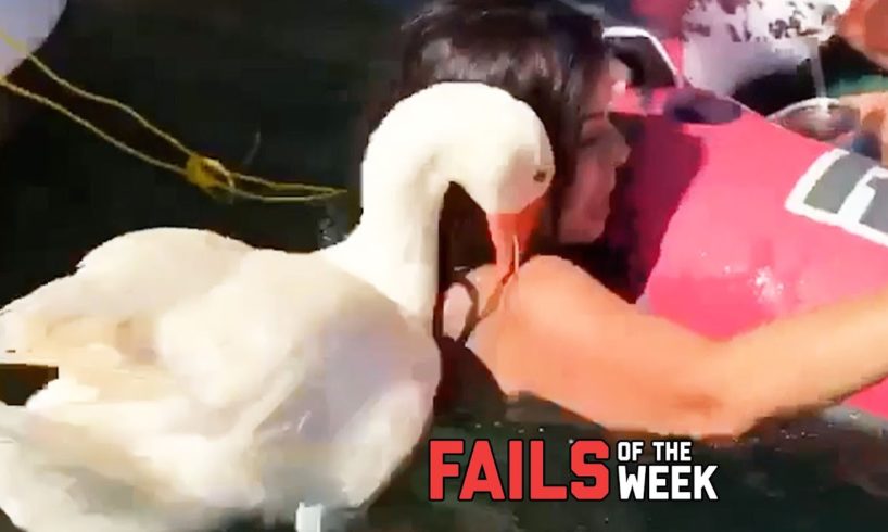 Duck Attacks Chick! Fails of the Week | FailArmy