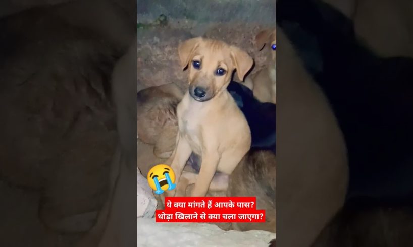 Duniya ye jeet gai dil haar gaya π cutest puppies ever π in the world π #cutestpets #mytreasure