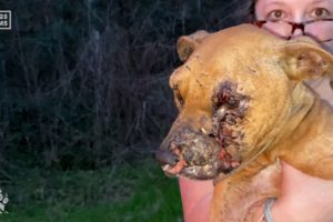 Dying Dog Dumped in Forest Fighting For Its Life is Rescued in Texas By Team from Bears Etc