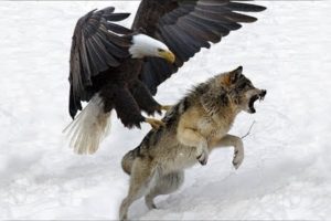 Eagle Attack | animal fights | biggest animal fights | hash life of lion | greatest animal fights