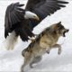 Eagle Attack | animal fights | biggest animal fights | hash life of lion | greatest animal fights